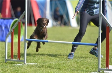 DKK sk&aelig;rper fokus p&aring; dopingregler i hundesport