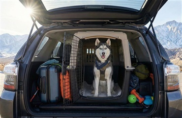 K&oslash;r sikker p&aring; vinterferie med hunden