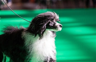 Crufts: Verdens st&oslash;rste hundeshow