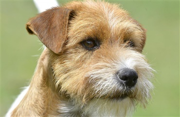 HUNDEN: Terrier p&aring; forsiden