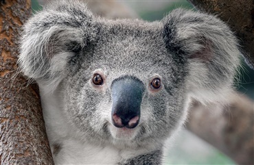 Australsk hund redder koalaer