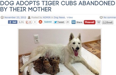 Tigerunger adopteret af hund