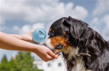 S&aring;dan passer du bedst p&aring; din hund i sommervarmen