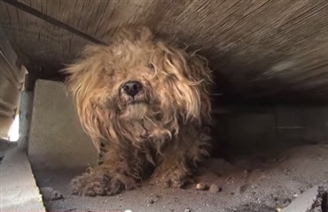 Hund levede et år under bygning, da ejeren døde