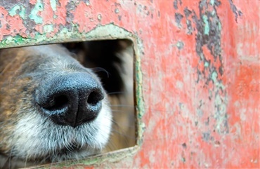 Grusomt: Raska en af de misbrugte norske hunde