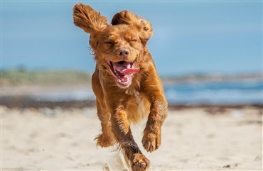 Fra 1. april - 1. oktober: Hunden skal i snor p&aring; stranden 