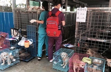 Et glimt af håb til Yulin hundekødsfestival