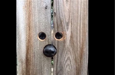 Titte-bøh! En schæferhund har fået kighuller i sit hegn