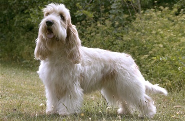 Fra HUNDEN: Raceportr&aelig;t af den livlige petit basset griffon vendéen