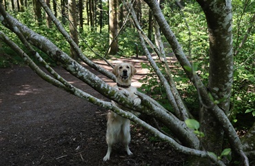 K&oslash;l ned i skovens dybe stille ro med hunden ved din side