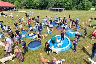 Guldbasserne fik is og vandsjov i sommersolen