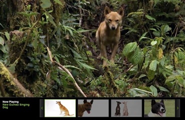Syngende hund fra New Guinea