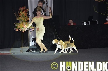 I dag sker det: Show of Winners