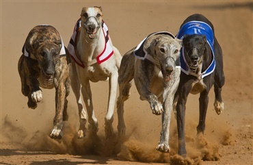 Licens til greyhoundbane skaber stor debat i Wales