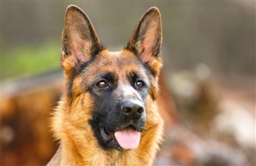 Politihund fandt forsvundet tre&aring;rig
