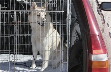 Transit med hund via Sverige - regler for hundebure