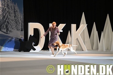 Fortryllende hunde til Winter Wonder Show i Herning