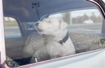 USA: Fire hunde d&oslash;de i varm bil