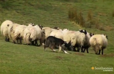 Dygtige, dygtige fårehunde