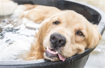 Hundens sikre sommer: 8 tips fra dyrl&aelig;ge