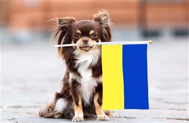 DKK og Dyrenes Beskyttelse mangler blandt andet bure til ukrainske hunde 