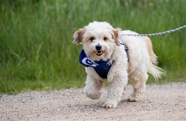 Hundeg&aring;tur med et godt form&aring;l