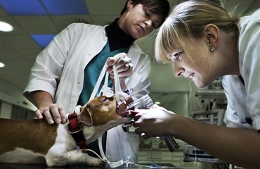 Finanslov gør dyrehospitaler lukningstruede