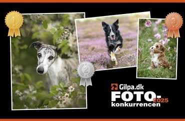 &Aring;rets Hundefotograf 2025 er k&aring;ret