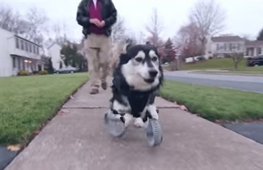 Hund løber på kunstige ben