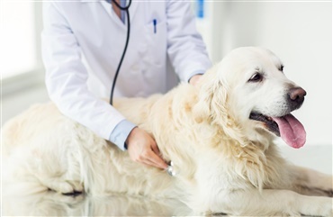 Pulmonalstenose hos hunde