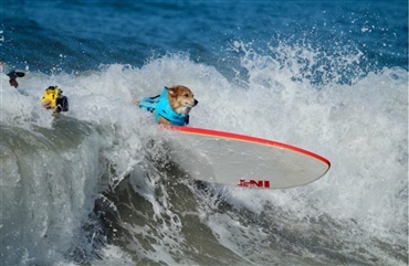 Surf VM for hunde - galt eller genialt