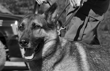 Politihund fangede mistænkt efter 10 km’s eftersættelse