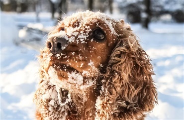 Kolde morgener venter i februar: Hj&aelig;lp hunden godt gennem vinteren