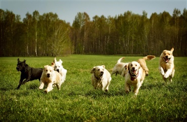 Nye hunderegler g&aelig;lder fra i dag i hele landet