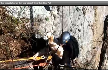 Frivillige reddede hund op fra klippeafsats