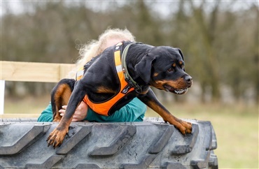 For&aring;rsfornemmelser og hundegl&aelig;de i Bevtoft