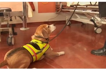 Hund sporer farlige hospitalsbakterier