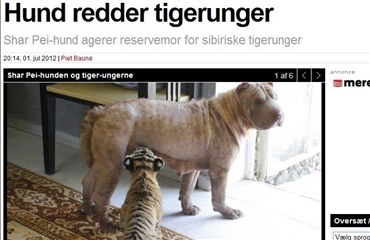 Hund redder to sibiriske tigerunger