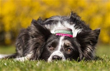 Foreningen Hundesport Mod Cancer donerer 247.327 til Kræftens Bekæmpelse