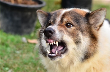 Aggression hos hunde - ny brik i puslespillet er m&aring;ske fundet 
