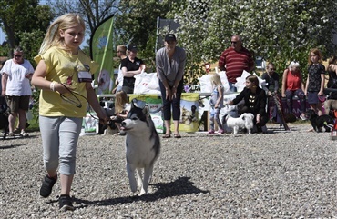Hundedage i lykkelige omst&aelig;ndigheder s&oslash;ger frivillige