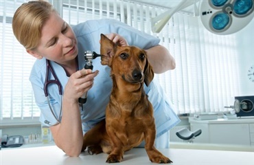 Stigning i antal sygeforsikrede hunde