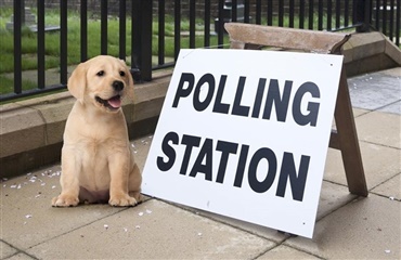 Brexit fænomen – hunde ved stemmesteder