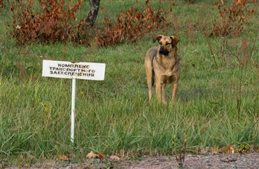 Radioaktive hunde i Tjernobyl afsl&oslash;rer naturens overlevelsesevne