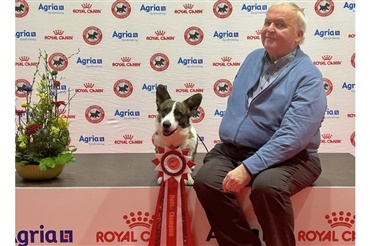 Ukrainsk corgi blev dansk champion