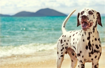 Fem udflugter med hund