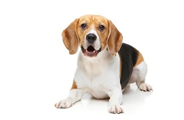 Fredagsquiz: Hvad ved du om beaglen