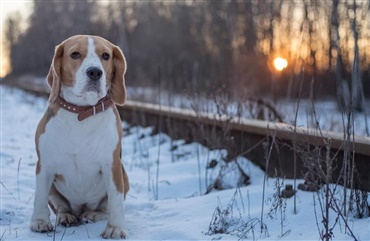 Facebookside om efterlyste og fremlyste hunde havde over 100 sager i nyt&aring;ret