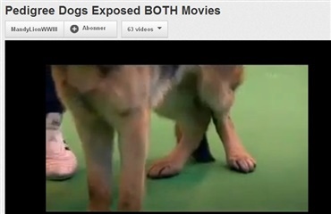 Pedigree Dogs Exposed - Three Years On