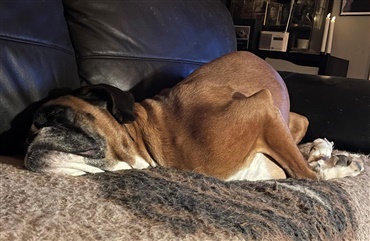 Brugernes billeder: Sovestillinger